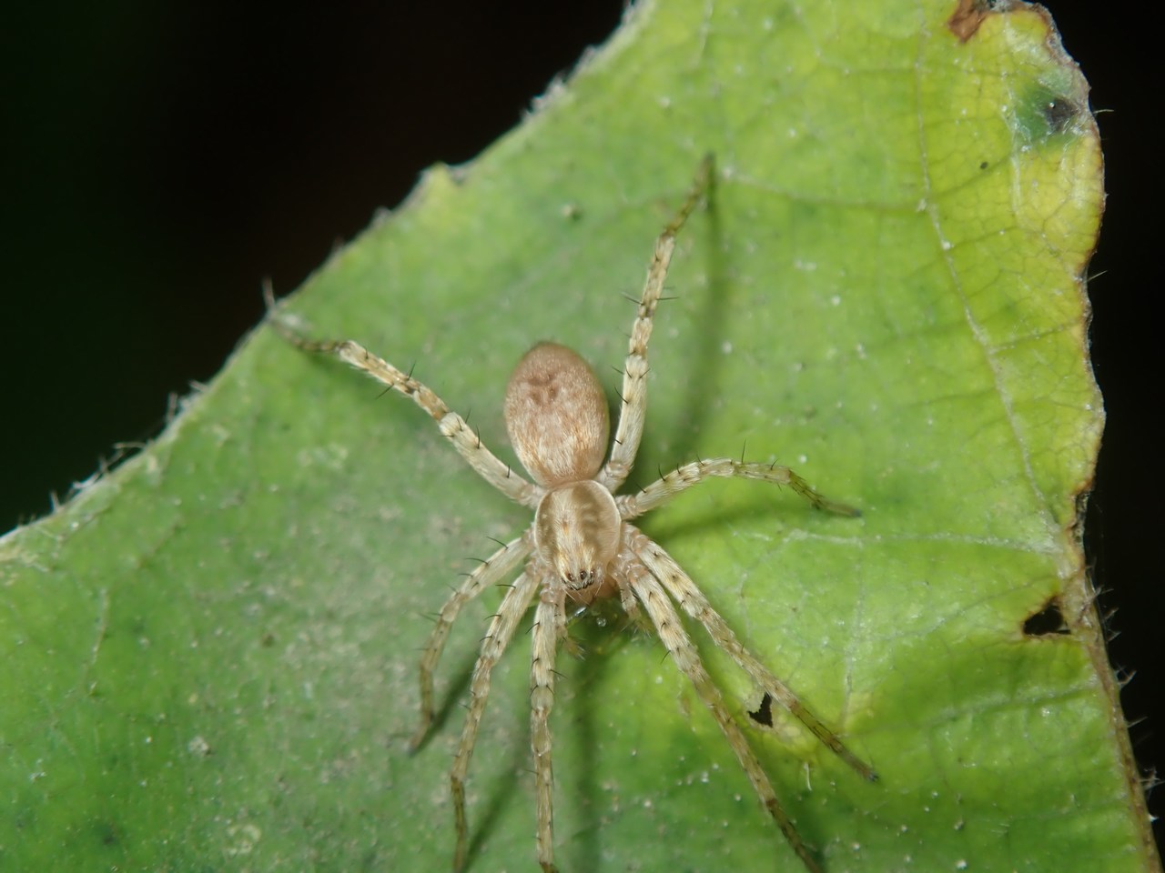 Anuphaena accentuata